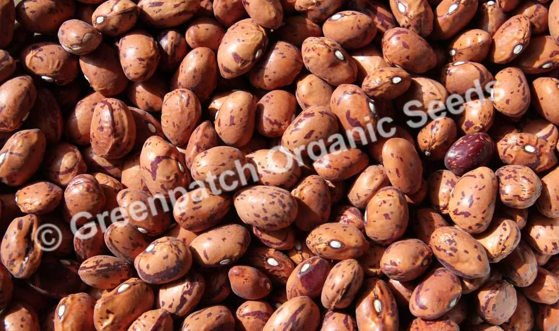 Bean Bush - Borlotti - Red Rooster