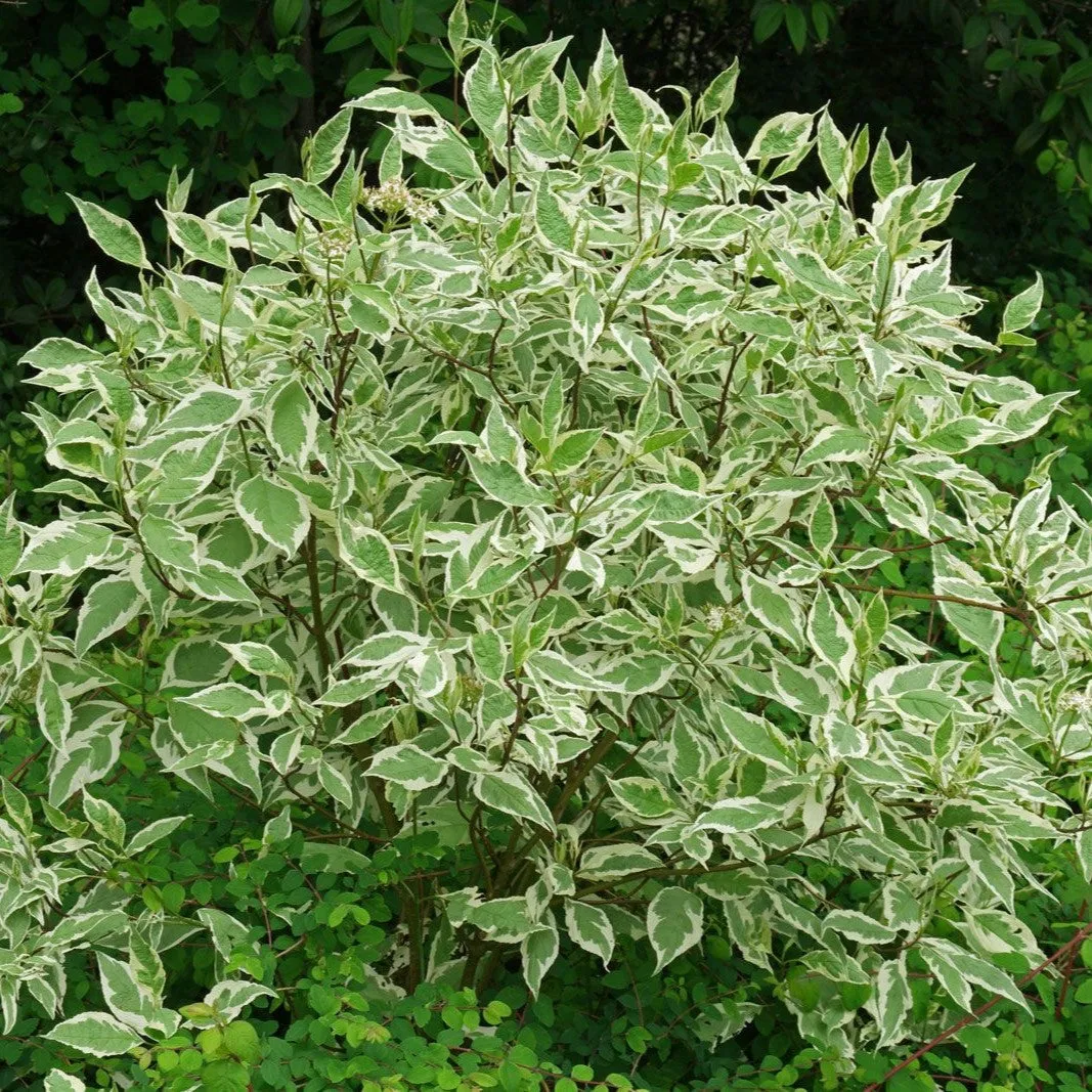 Cornus alba Elegantissima #3