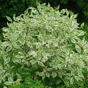 Cornus alba Elegantissima #3