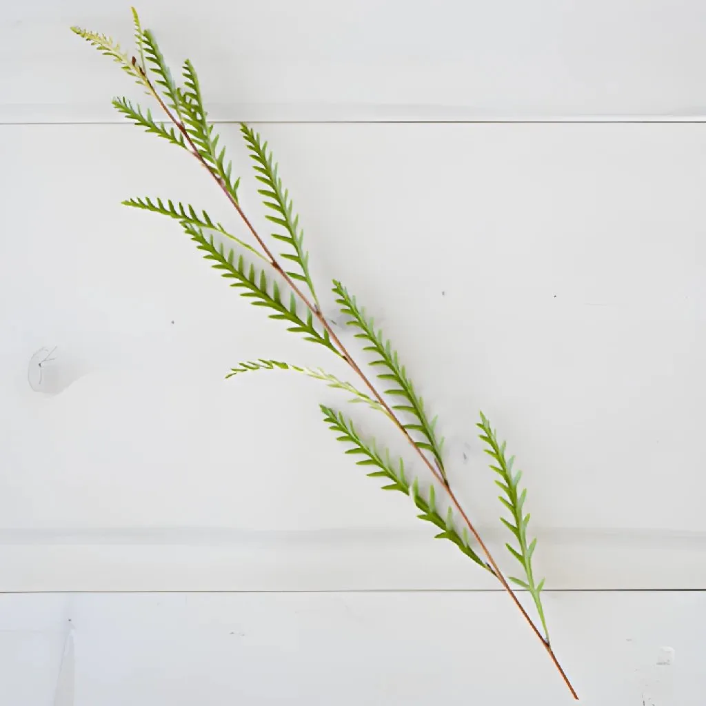 Fresh Grevillea Greens