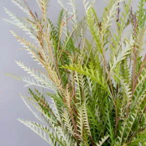 Fresh Grevillea Greens