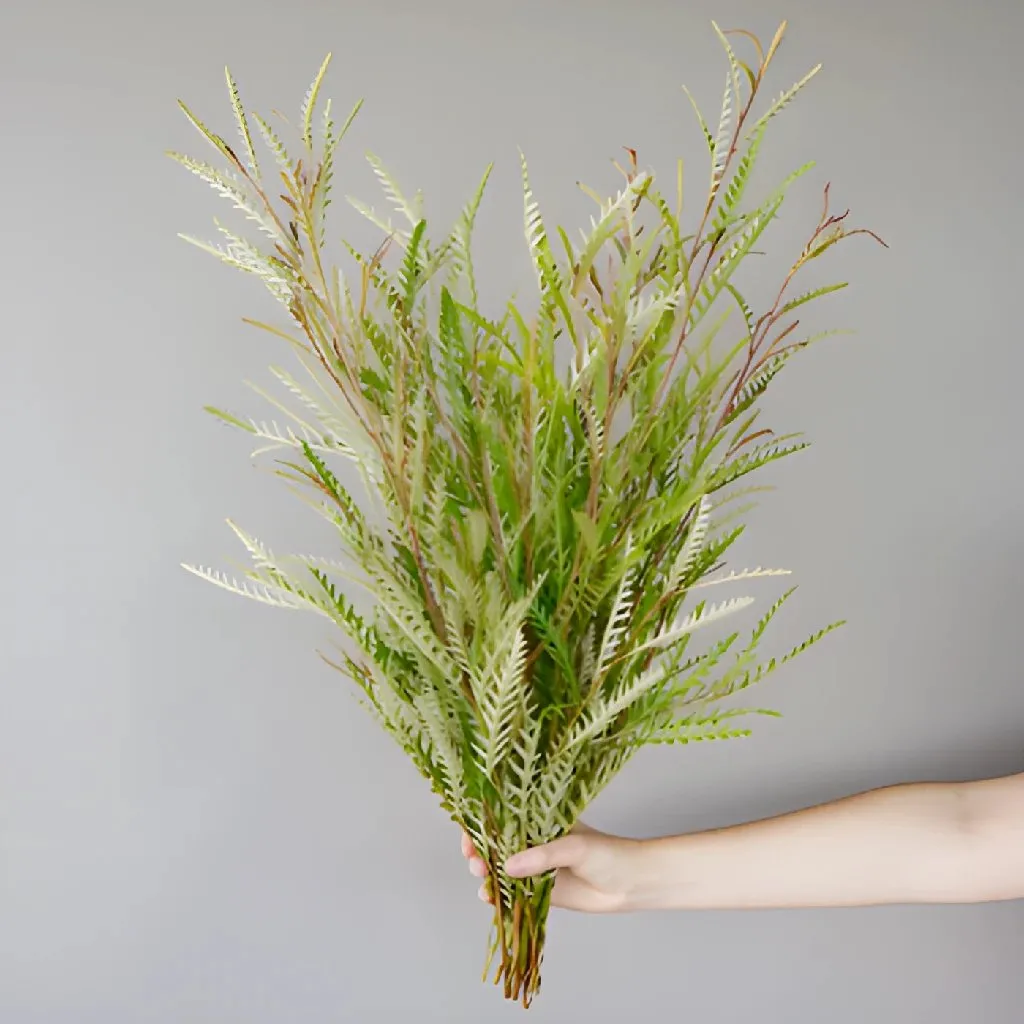 Fresh Grevillea Greens