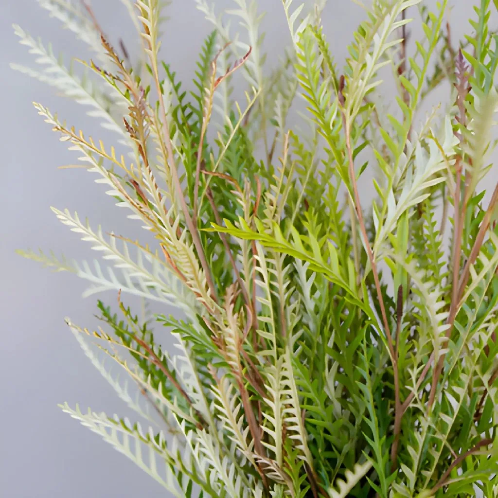 Fresh Grevillea Greens