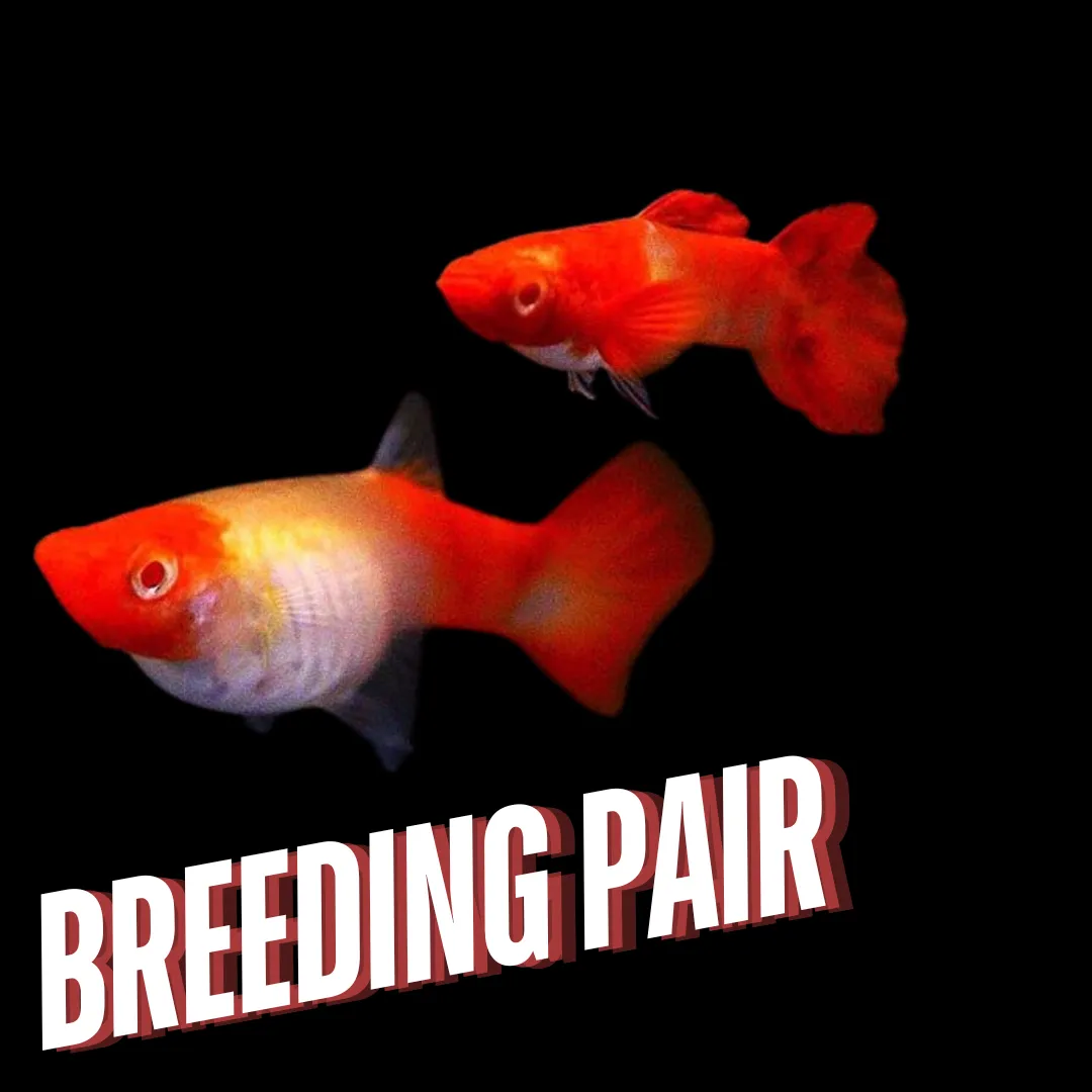 Guppy Albino Koi