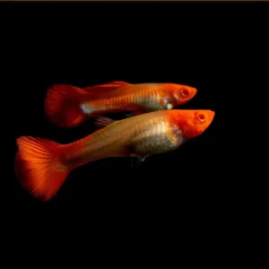 Guppy Albino Koi