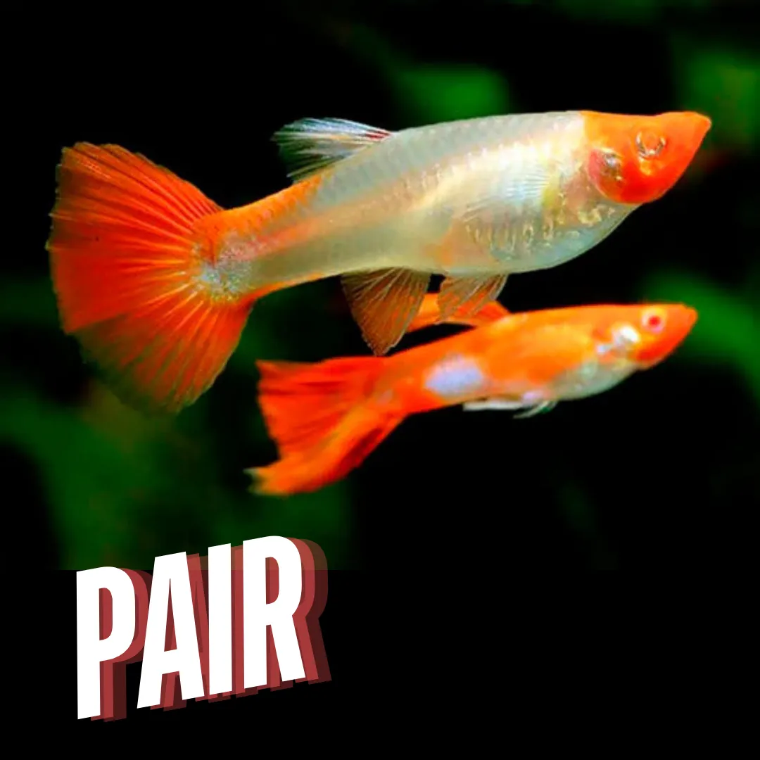 Guppy Albino Koi