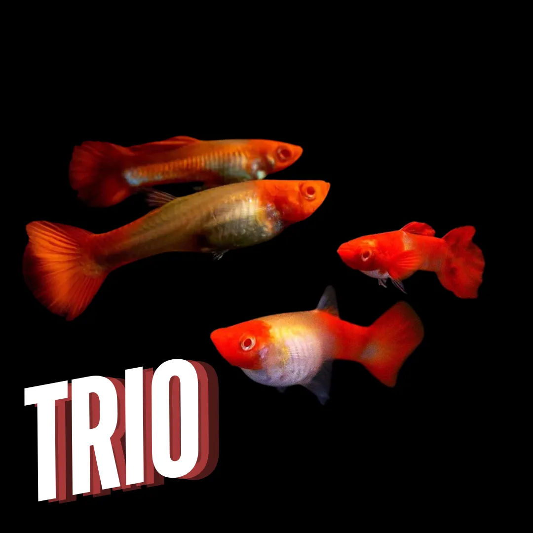 Guppy Albino Koi